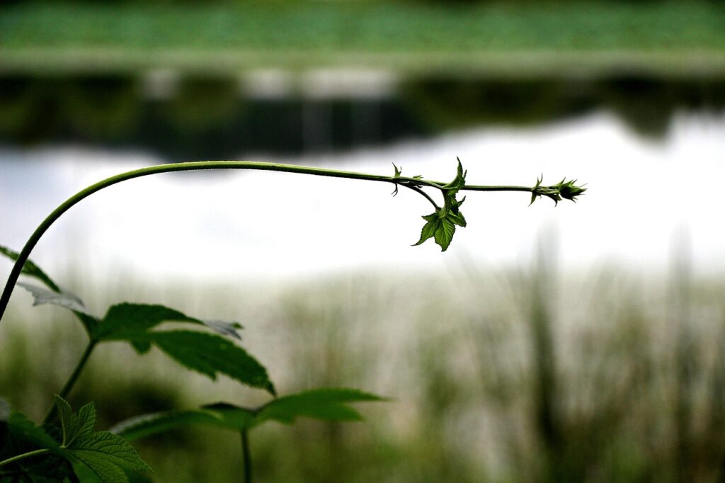 break, nature, scenery, memory, thought, landscape, plant, emotional, travel
