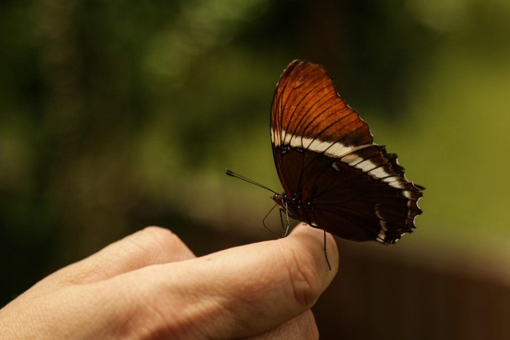 mariposa, insecto, naturaleza, alas, bicho, hojas, bosque, verde, naranja, mano, dedos, posarse